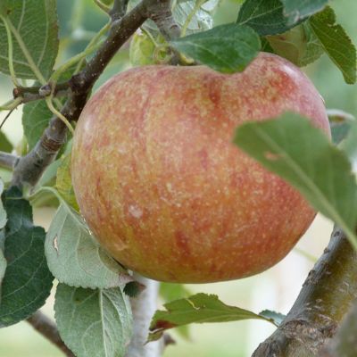 View full size image Photo of Cox's Orange Pippin Antique Apple Tree