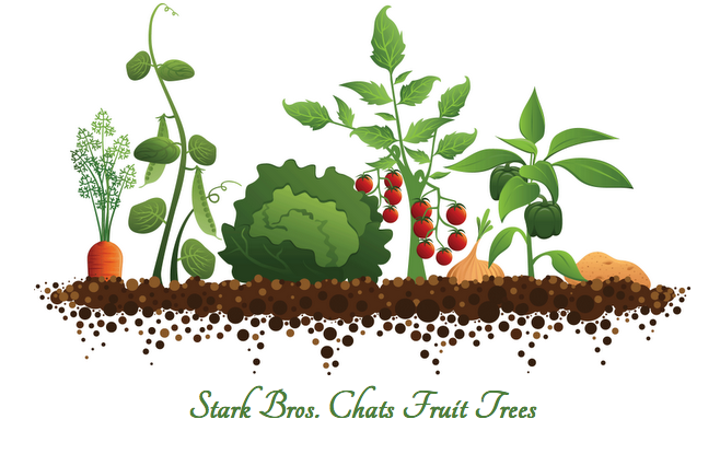 Planting & Growing Shallots - Stark Bro's