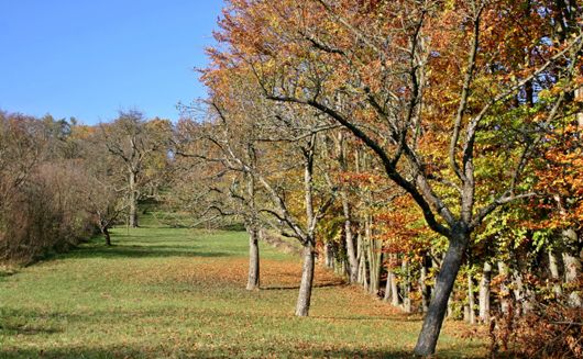 Fall orchard scene