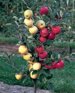 duel apples growing on a single tree