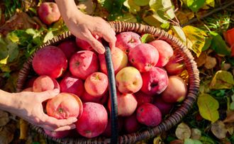 Harvest basket full of apples