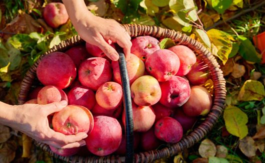 Harvest basket full of apples