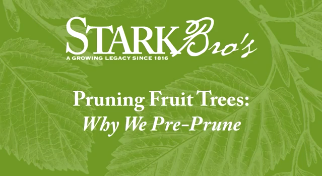 Pre-Pruning Fruit Trees - Stark Bro's