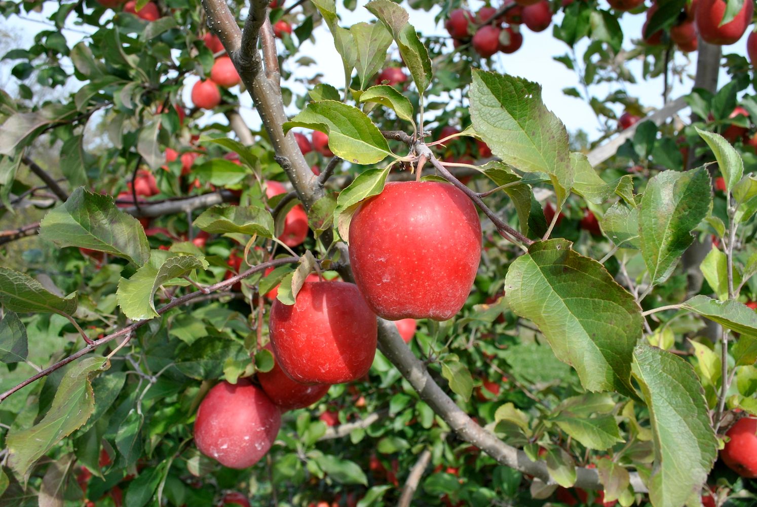 Growing supply of Envy apples annually