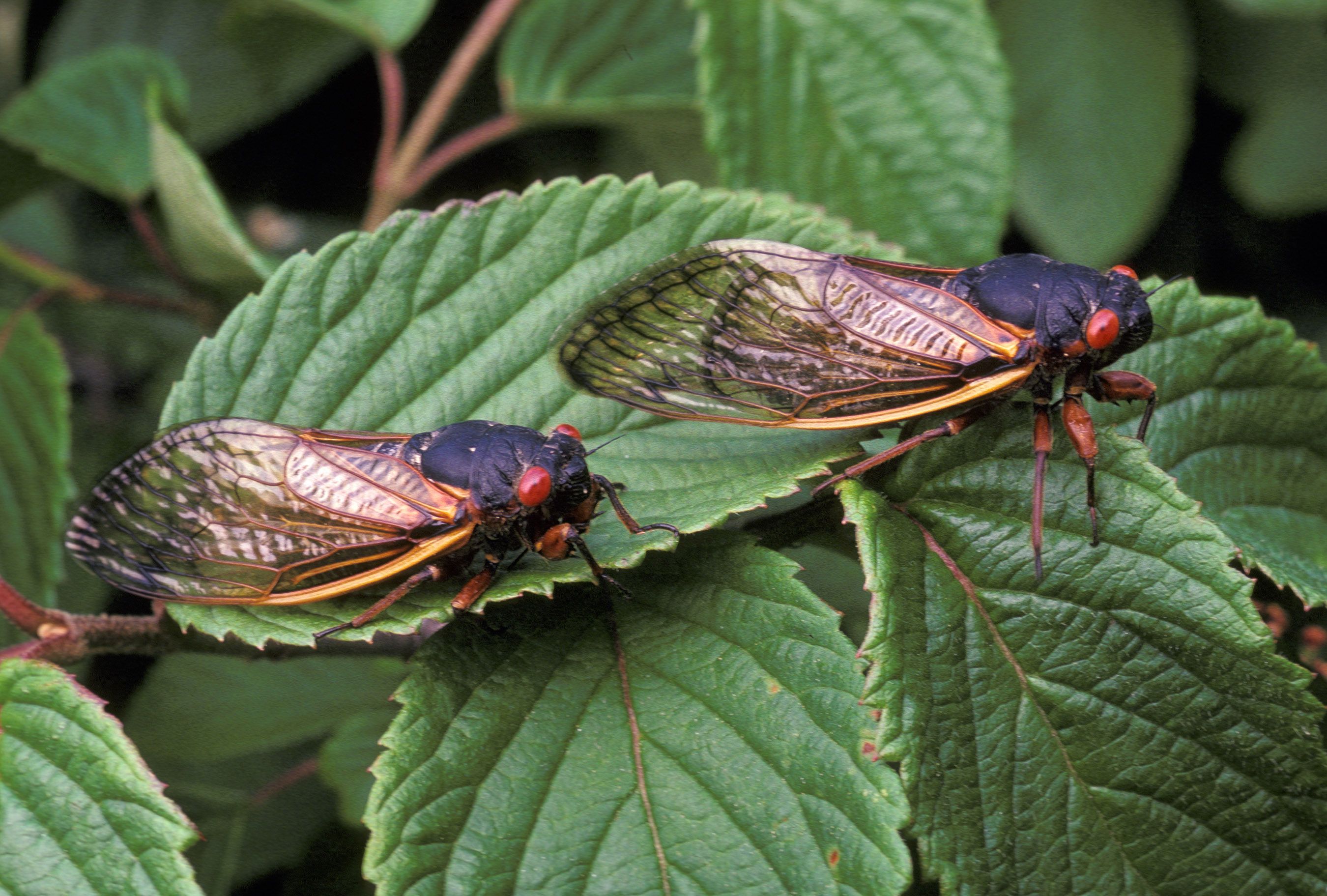 Big Bug Netting - American Nettings