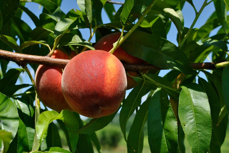 How to Store Peaches and How To Pick a Ripe Peach