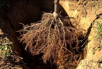 Planting a Bare-Root Tree