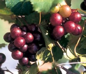 https://www.starkbros.com/images/dynamic/wp-content/uploads/2014/01/1-Muscadine-Grapes.jpg