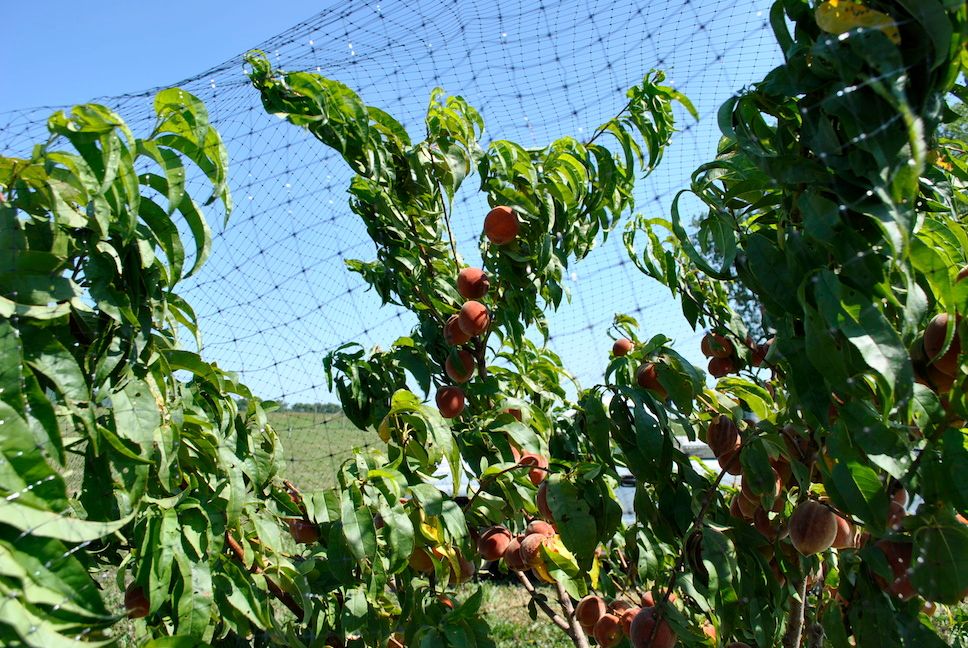 Strengthen transparent orchards, bird nets, agricultural fences