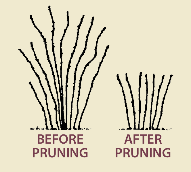 How to prune raspberry bushes