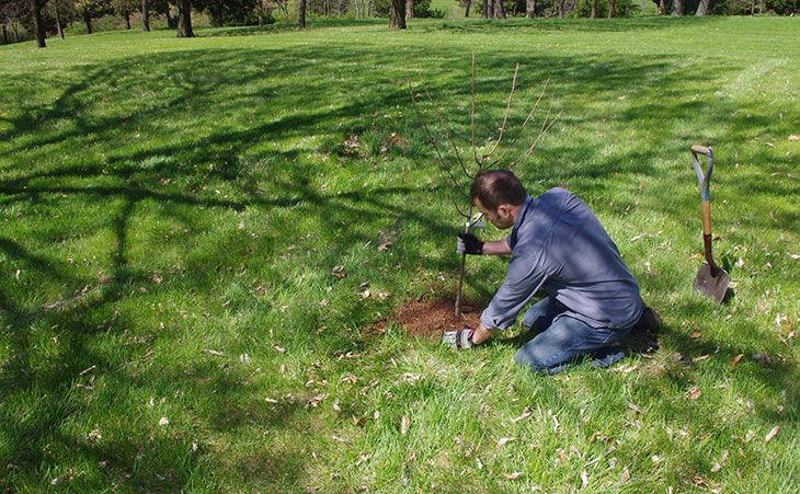 The Best Time to Plant - Stark Bro's