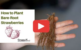 Video Thumbnail - Showing a hand holding bare-root strawberries