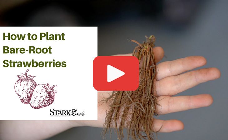Video Thumbnail - Showing a hand holding bare-root strawberries
