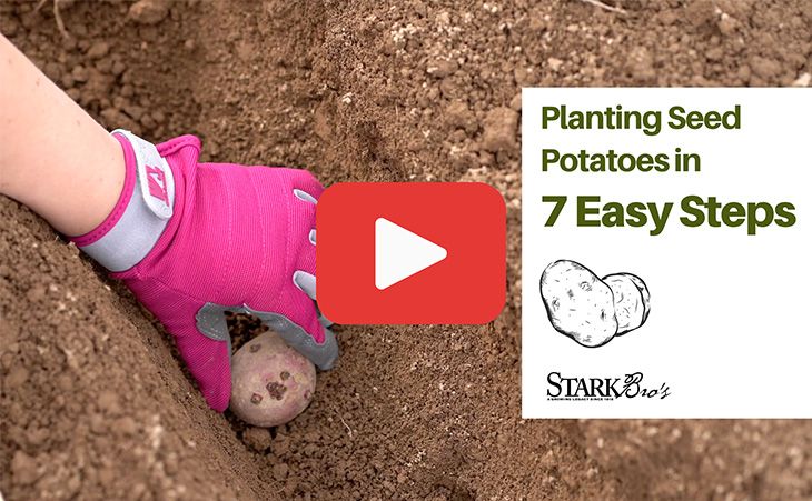 Planting & Growing Shallots - Stark Bro's