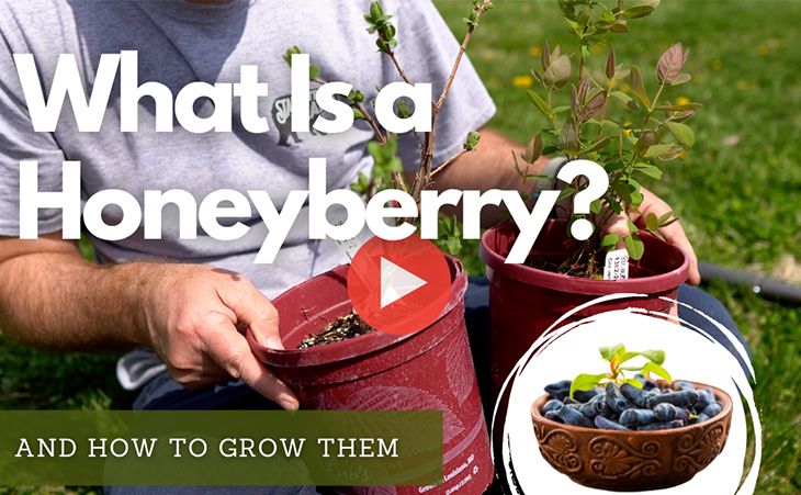 Which Blackberry Plants to Trellis - Stark Bro's