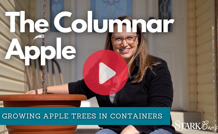 Columnar Apples – Growing Fruits in the Small Home Orchard