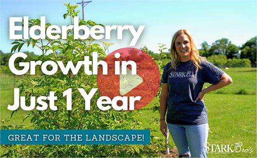 Elderberry Growth in 1 Year Watch Now >