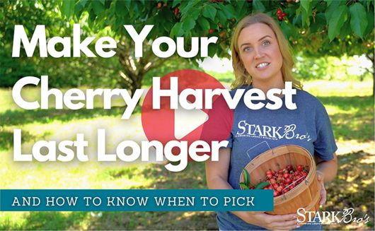 Make your cherry harvest last longer video thumbnail - watch now
