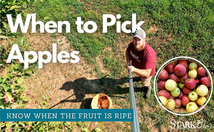 When Is a Honeycrisp Ripe?