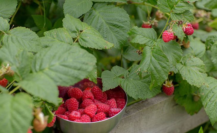 How to Plant, Grow and Harvest Blackberries and Raspberries