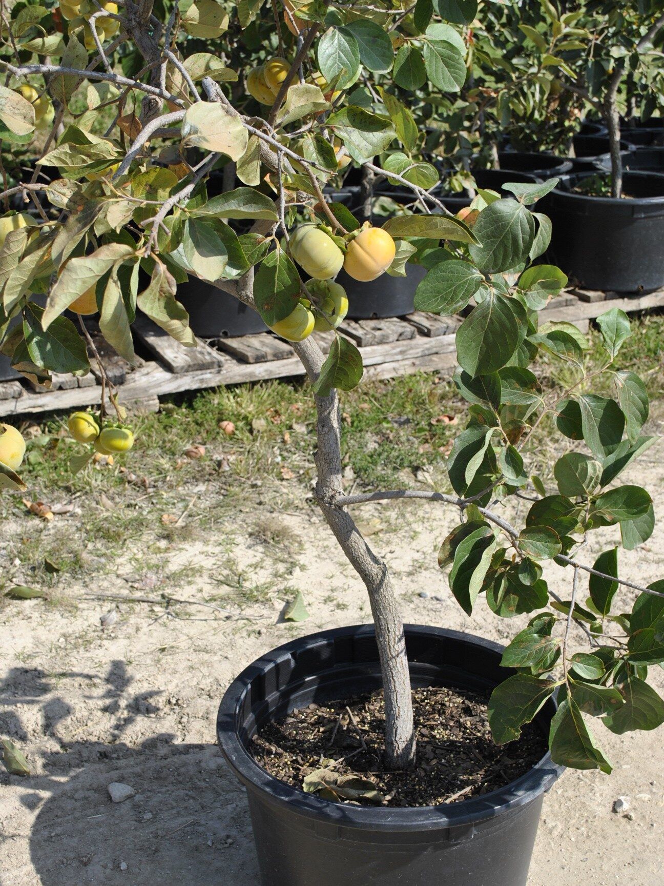 Growing Fruit Trees in Containers, Part 2 - Stark Bro's