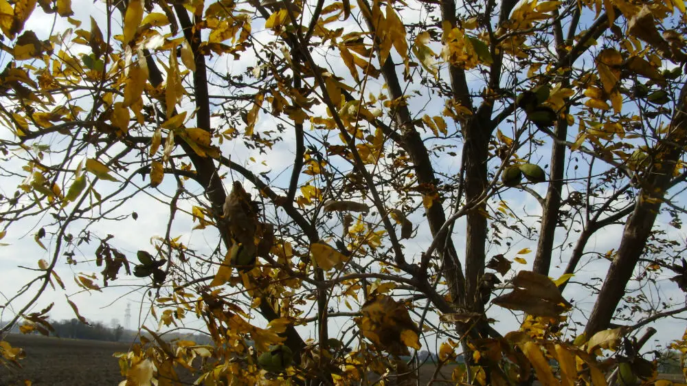 Colby pecan tree with nuts