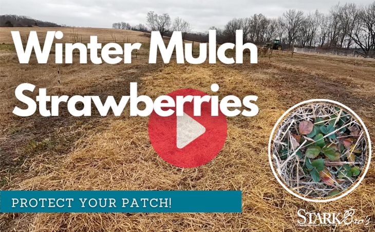 Strawberry Winter Protection: Straw Mulch vs. Row Covers