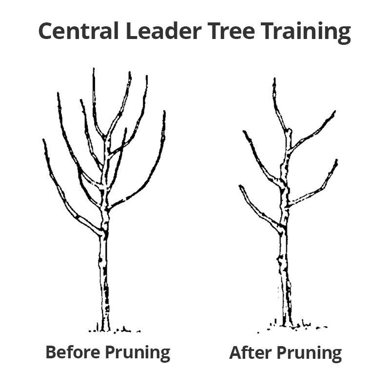 Pruning example, central leader - pruning diagram showcasing pruning on non-fruiting branches to open up for better airflow