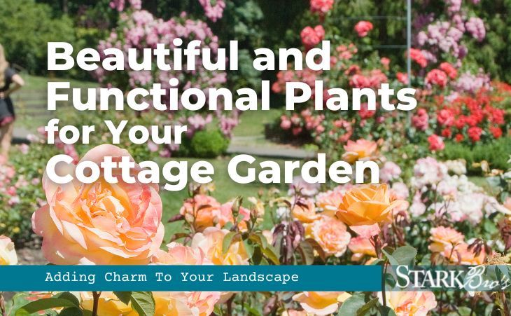 Beautiful and Functional Plants for your Cottage Garden