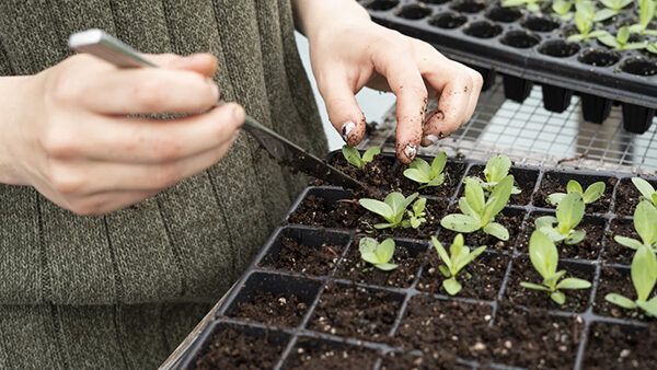 Person putting small seedlings into a growing tray