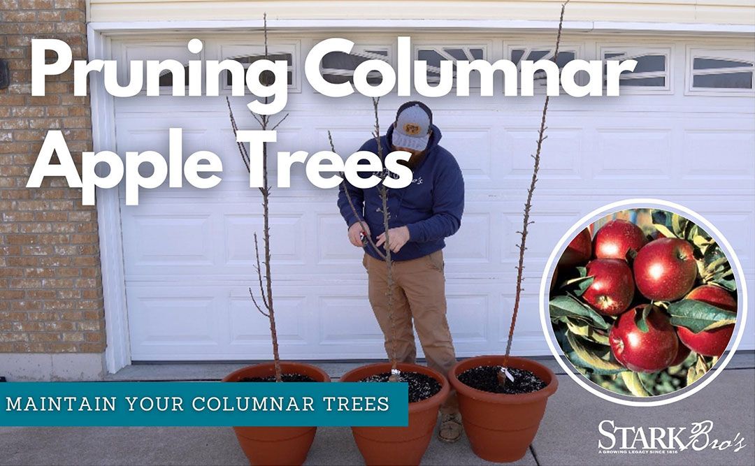 How to Prune a Columnar Apple Tree - Stark Bro's