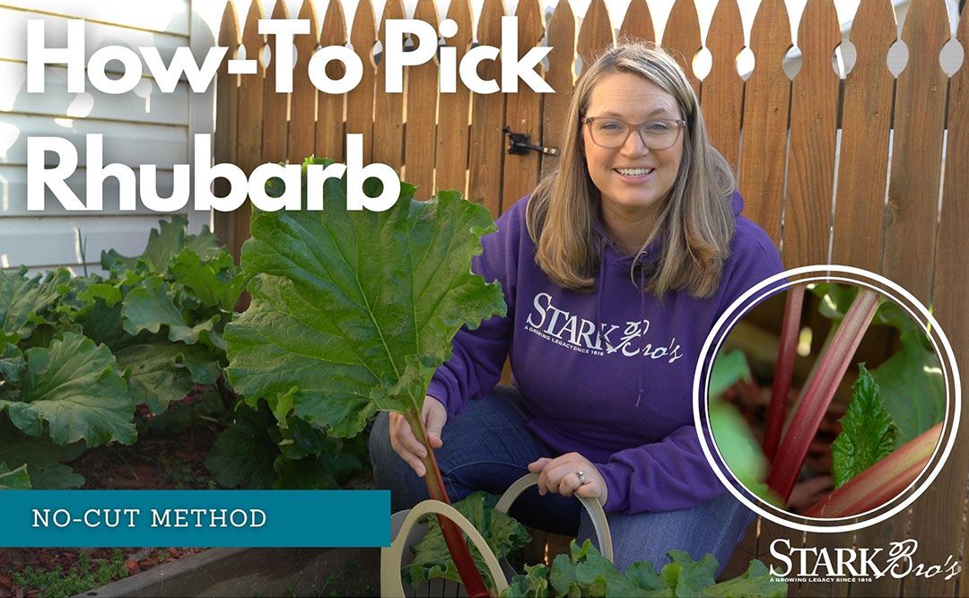 Rhubarb Plants