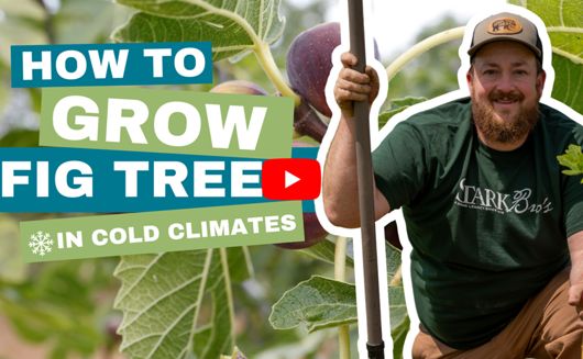 Growing fig trees in cold climates
