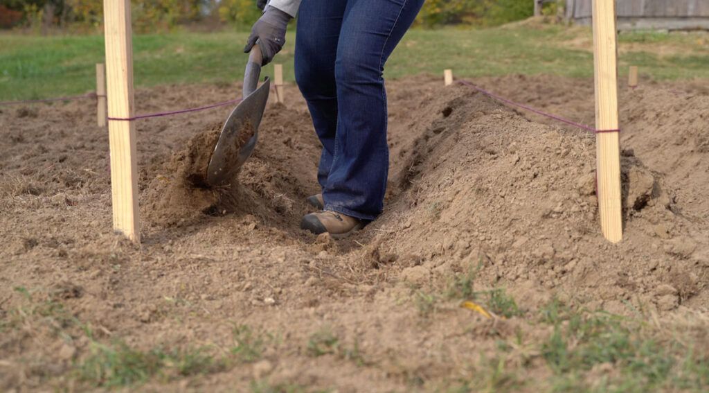 Shaping a garlic bed