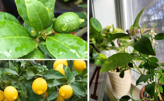 citrus trees