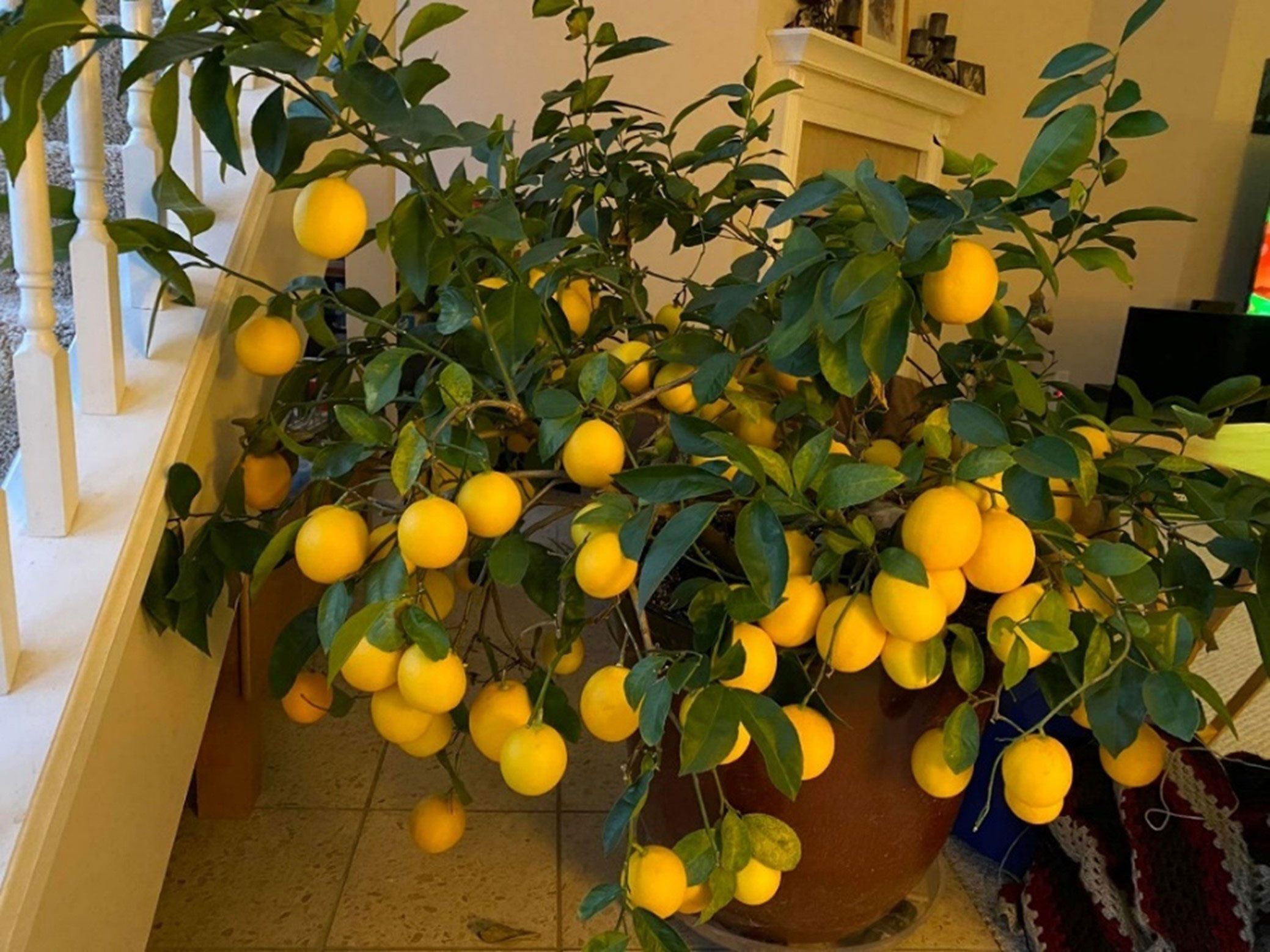 Potted lemon tree