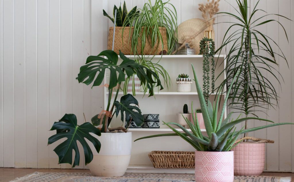 Potted plants indoors