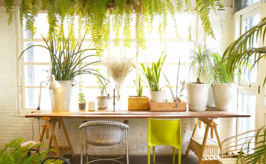 House plants by large window