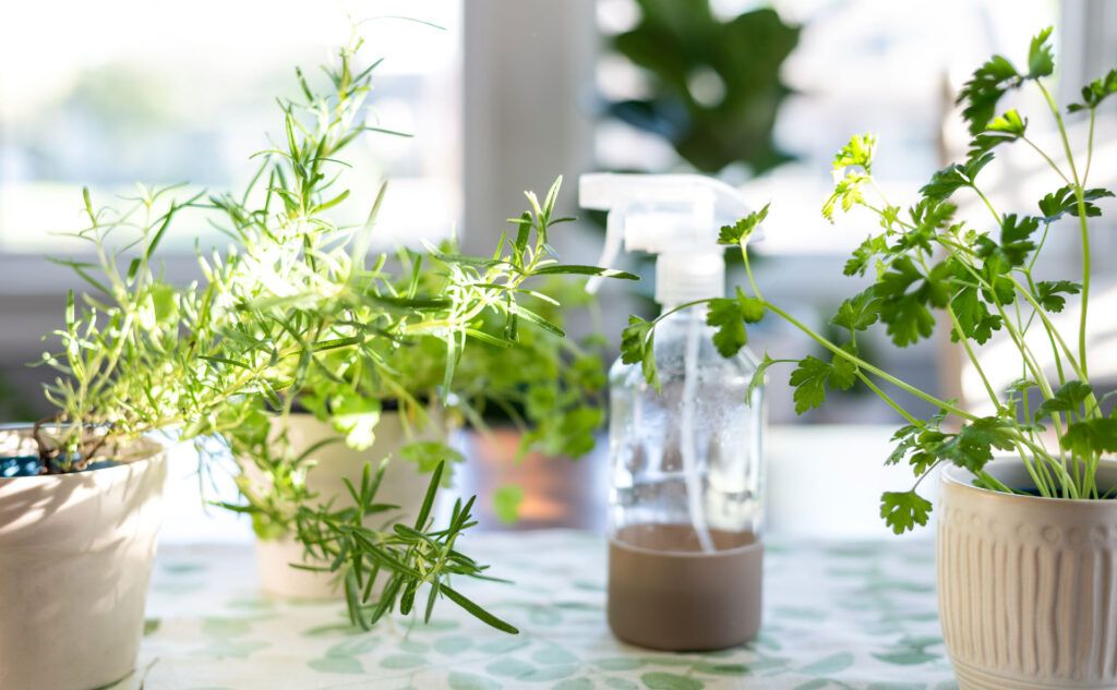 Potted herbs indoors
