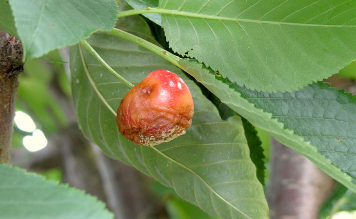 Urban fruit. На ягодах черешни коричневые пятна. Болезни желтой черешни. Клястериоз ягод черешни. Болезни и вредители черешня Бряночка описание сорта.